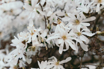 Star Magnolia blooming in spring. Blooming magnolia stellata tree. Star shape white flowers of magnolia. Spring season, sweet fragrance.