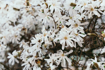 Star Magnolia blooming in spring. Blooming magnolia stellata tree. Star shape white flowers of magnolia. Spring season, sweet fragrance. © Jannissimo