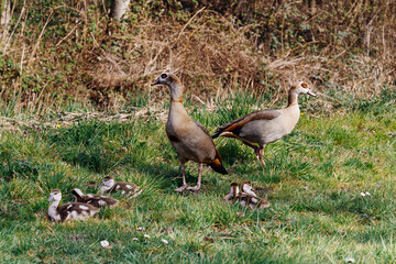 Egyptian goose family in the wild. The female, male and goslings of the Egyptian goose are resting in the grass. Adult goose with goslings. Spring brood. Cute goslings
