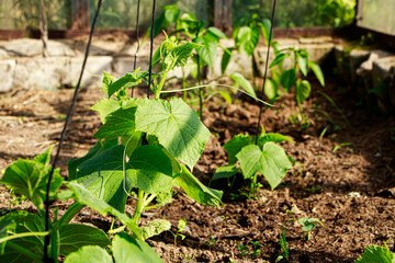Fototapeta premium Growing vegetables in greenhouse. Green sprouts of cucumbers.