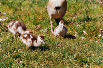 Naklejka na ściany i meble Egyptian goose family in the wild. The female, male and goslings of the Egyptian goose are resting in the grass. Adult goose with goslings. Spring brood. Cute goslings