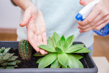 A woman sprays succulent leaves from dust from a spray bottle. Houseplant care, indoor garden house concept, care for desert plants, succulents