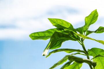 Green leaves of lemon tree against blue sky. Copy space. 