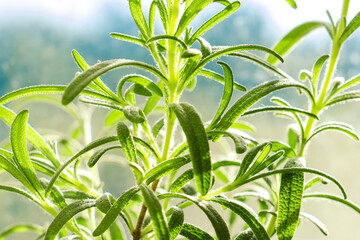 Green leaves of rosemary on blue background. Gardening and agriculture. Growing home plants. 