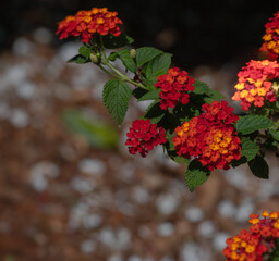 Red lantanas in the garden.