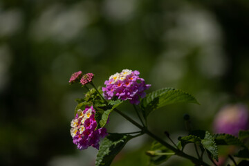 Bright colorful spring flowers. Pink lantana camara flowers on sunny day.