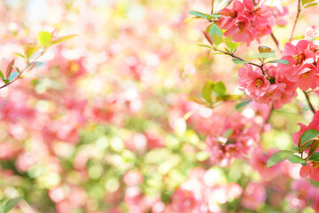 Beautiful pink blossom flowers on the tree on blurred background
