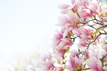 Fototapeta na wymiar Blooming magnolia tree in spring on pastel bokeh white background with copy space