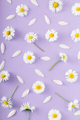 Purple pattern made with daisy flowers. Break the pattern or woman's day concept. Modern minimal flat lay.