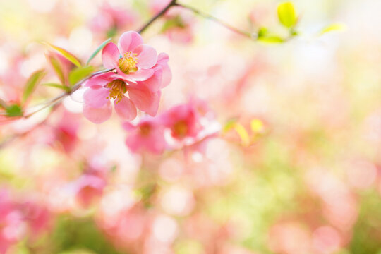 Beautiful pink blossom flowers on the tree on blurred background © Nastya