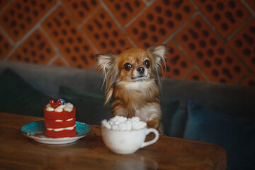 chihuahua dog and sweets