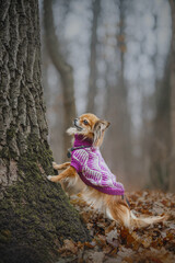 chihuahua dog in the forest