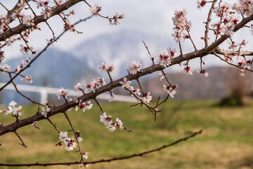 tree blossom