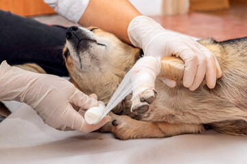 Obraz na płótnie Canvas The vet applies a bandage to the dog's injured leg
