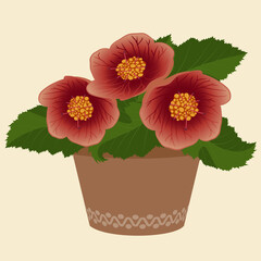 Abutilon flowers in a flower pot vector illustration.