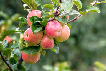 Ripe red apples in the garden on a tree. Apple harvest