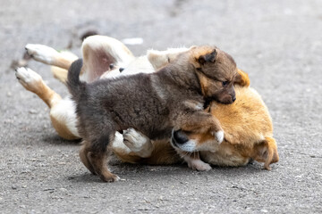 A little brown puppy is playing with his mother dog