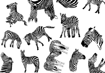 Fototapeta na wymiar pattern zebra , stylish cover for for fabric, postcards, wallpapers,graphical vector illustration