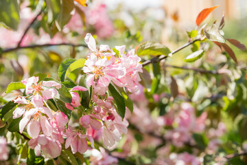 Apple tree in bloom. floral background.Pink flowers of blossoming apple-tree. Seasonal blossom.Blooming tree at spring, fresh pink flowers on the branch of fruit tree