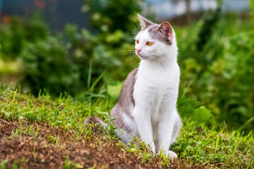 Naklejka na ściany i meble A white spotted cat sits in the garden on the grass and looks away