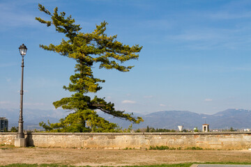 Fototapeta na wymiar pine tree in front of mountain panorama behind low wall, Udine, Italy