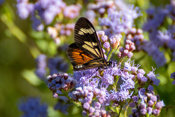 Mariposa 