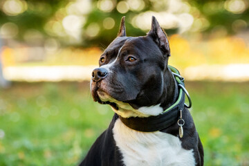 Portrait of Amstaff dog, American Staffordshire Terrier, close up outdoors