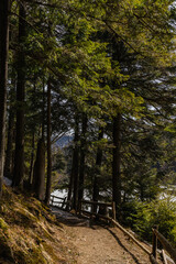 Evergreen trees and walkway with fence in spring forest.