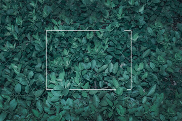  flowers and leaves with paper card note. Flat lay.