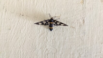 Handmaiden moth in black and yellow against white background