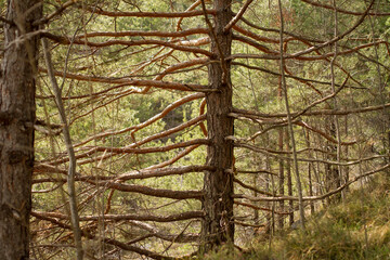 tree with bare branches