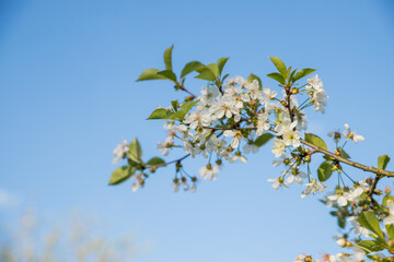 Cherry blossoms against the blue sky in early spring. Cherry branches covered with white flowers.Spring blooming on sour cherry tree branches, cherry sakura blooms