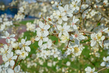 Plum full blossom and the background of the blue sky ,white flowers in the spring, plum tree in blossom.Selective focus