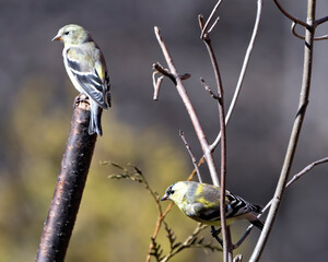 American Goldfinch Photo and Image. Finchs close-up profile view, perched on a branch with a blur background in its environment and habitat surrounding. Two birds.
