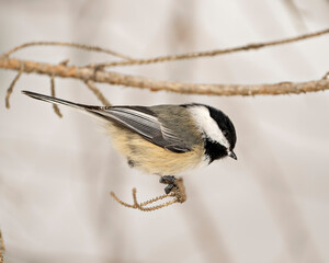 Chickadee Photo and Image. Perched on a branch enjoying its habitat and environment surrounding displaying feather plumage, body, head, eye, beak, plumage.