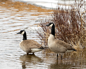 Canada Geese Photo and Image.  Springtime with foliage background in their environment and habitat surrounding. Goose.