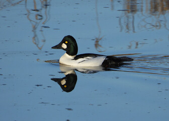 Common Goldeneye duck swimming blue waters
