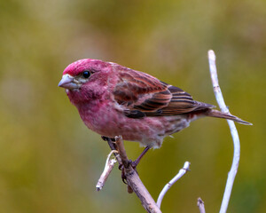 Purple Finch Photo and Image. Finch male close-up profile view, perched on a branch displaying red colour plumage with a yellow blur background in its environment and habitat surrounding.