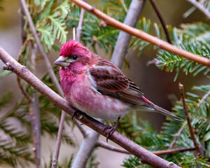 Purple Finch Photo and Image. Finch male close-up profile view, perched on a branch displaying red colour plumage with a blur coniferous forest background in its environment and habitat surrounding.
