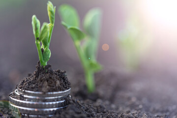 Pea seedlings with silver coins grow in rows on the beds in a vegetable field. Growing vegetables. Agriculture. Gardening in the country in the spring-summer season.