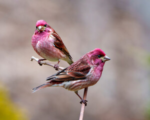 Purple Finch Photo and Image. Finch male couple close-up profile view, perched on a branch displaying red colour plumage with a brown blur background in itheir environment and habitat surrounding.