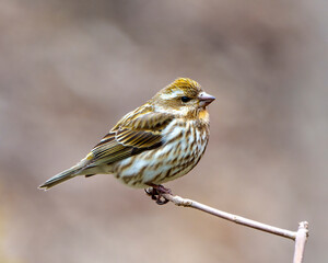 Purple Finch Photo and Image. Finch female close-up profile view, perched on a branch with a brown blur background in its environment and habitat surrounding.