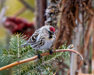Red poll bird Photo and Image. Close-up profile view, perched on a branch with blur forest background in its environment and habitat surrounding