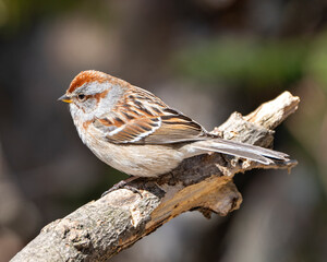 White-crowned Sparrow Photo and Image. Female perched on a branch with blur background in its environment and habitat surrounding. Sparrow Photo.