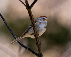 White-crowned Sparrow Photo and Image. Female perched on a branch with blur background in its environment and habitat surrounding. Sparrow Photo.