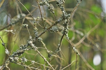 in the deep forest 15