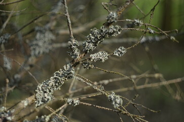 in the deep forest 14