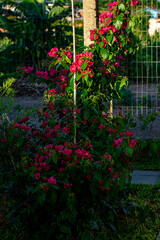 flowers in the garden