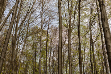 Low angle view of trees and sky in spring.