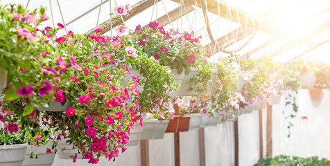 Fototapeta na wymiar Petunia, calibrachoa in hanging pots in a store, banner. Many flowers in pots in a greenhouse. Sale of flowers.